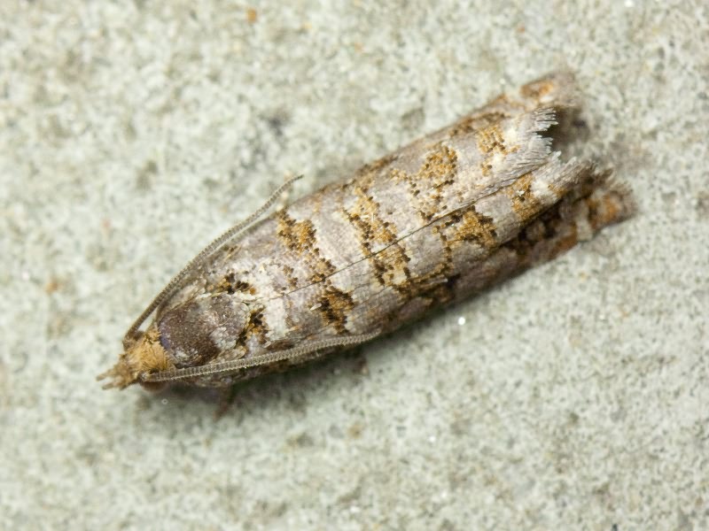 Gravitarmata margarotana